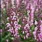 Salvia pratensis 'Pink Delight'