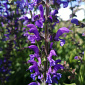 Salvia pratensis 'Rhapsody in Blue'