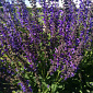 Salvia pratensis 'Rhapsody in Blue'