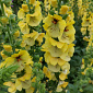 Verbascum 'Buttercup'