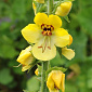 Verbascum 'Buttercup'