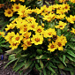 Coreopsis hybr. 'Little Sundial'