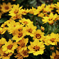 Coreopsis hybr. 'Little Sundial'