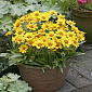 Coreopsis hybr. 'Little Sundial'