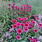 Echinacea purp. 'Fatal Attraction'