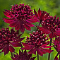 Astrantia 'Venice'