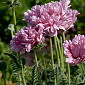 Papaver 'Ruffled Patty'