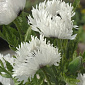 Papaver 'White Ruffles'