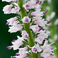 Veronica longifolium 'Pink Eveline'