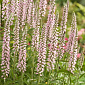 Veronica longifolium 'Pink Eveline'