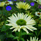 Echinacea 'Virgin'