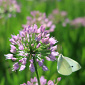 Allium 'Avatar'