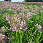 Allium 'Avatar'