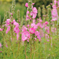 Sidalcea 'Candy Girl'