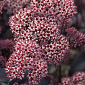 Sedum Telephium 'Coral Reef'
