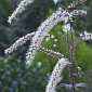 Actaea 'Queen of Sheba'