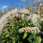 Actaea 'Queen of Sheba'