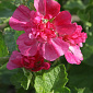 Malva 'Poetry'