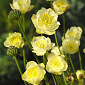 Trollius 'Cheddar'