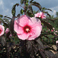 Hibiscus 'Summer Storm'