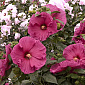 Hibiscus 'Jazzberry Jam'