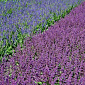 Salvia vert. 'Endless Love'